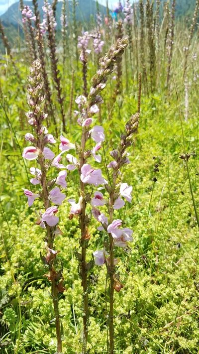 Pedicularis mexicana, photographed by Alan Rockefeller