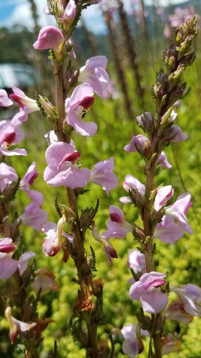 Pedicularis mexicana, photographed by Alan Rockefeller