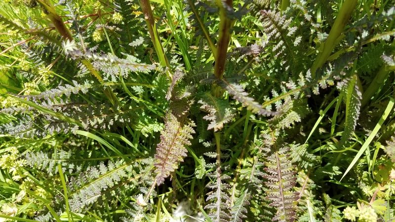 Pedicularis mexicana, photographed by Alan Rockefeller