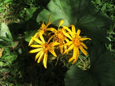 Ligularia dentata, photographed by Marco Mussita