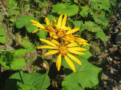 Ligularia dentata, photographed by Marco Mussita