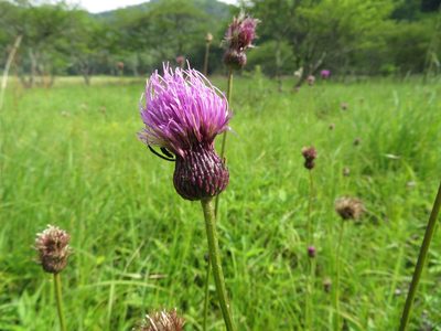 Cirsium japonicum, photographed by Marco Mussita