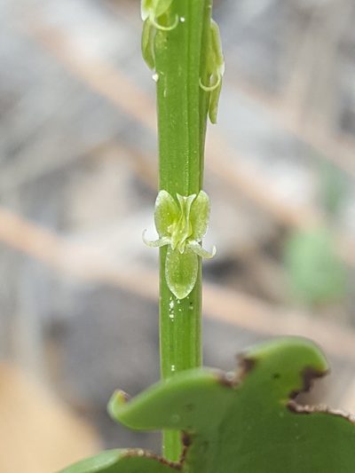 Malaxis macrostachya, photographed by Alex Abair