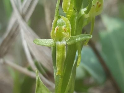 Platanthera brevifolia, photographed by Alex Abair