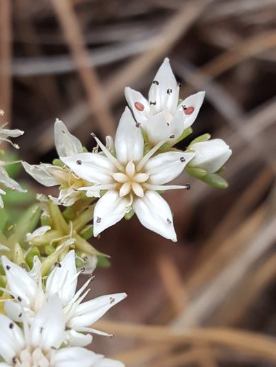 Sedum stelliforme, photographed by Alex Abair