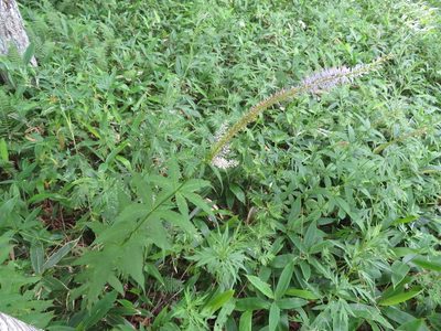 Veronicastrum sibiricum, photographed by Marco Mussita