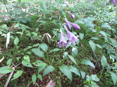 Hosta sieboldii, photographed by Marco Mussita