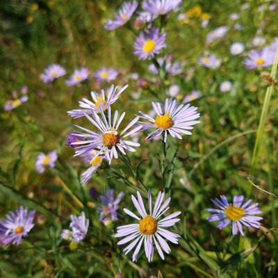 Symphyotrichum foliaceum, photographed by Ellen Watrous