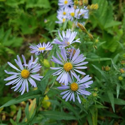 Symphyotrichum foliaceum, photographed by Ellen Watrous
