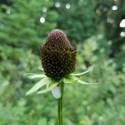 Rudbeckia occidentalis, photographed by Ellen Watrous