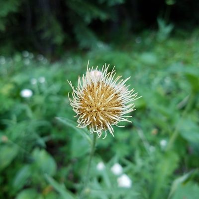 Cirsium remotifolium, photographed by Ellen Watrous