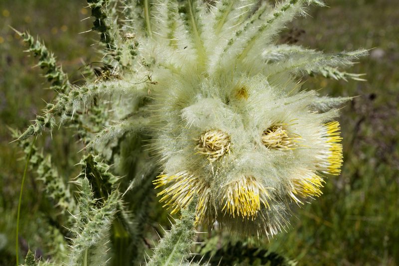 Cirsium funkiae, photographed by Cecelia Alexander