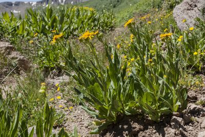 Senecio crassulus, photographed by Cecelia Alexander