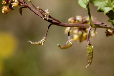 Rorippa curvipes, photographed by Cecelia Alexander