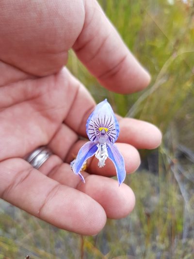 Disa venusta, photographed by Chanel Rampartab