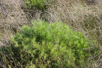 Senecio pinnatifidus, photographed by Jacques van der Merwe