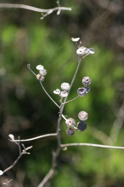 Senecio pinnatifidus, photographed by Jacques van der Merwe