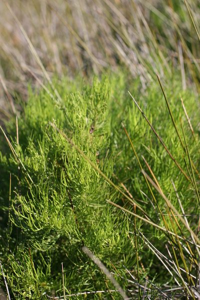 Senecio pinnatifidus, photographed by Jacques van der Merwe