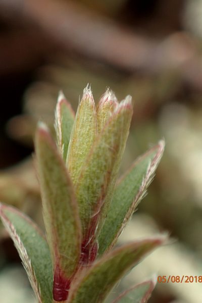 Pimelea suteri, photographed by Duncan Cunningham