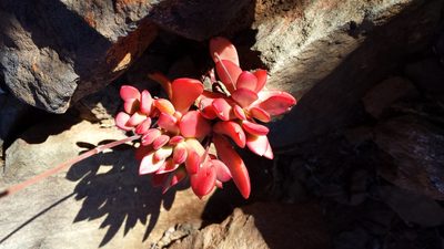 Crassula pubescens, photographed by Chanel Rampartab