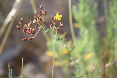 Hypericum linariifolium, photographed by Santiago Soto Maurer