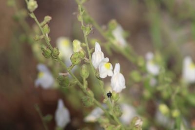 Antirrhinum graniticum, photographed by Santiago Soto Maurer