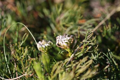 Serruria cygnea, photographed by Jacques van der Merwe