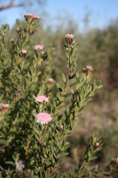 Diastella parilis, photographed by Jacques van der Merwe
