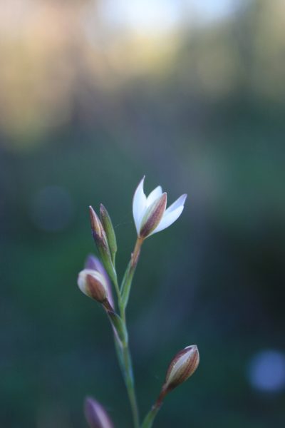 Hesperantha pilosa, photographed by Jacques van der Merwe