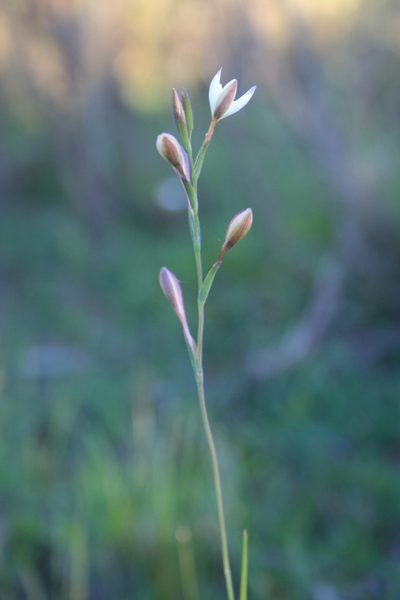 Hesperantha pilosa, photographed by Jacques van der Merwe