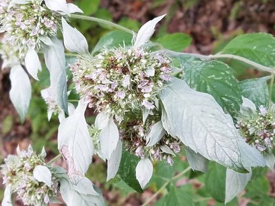Pycnanthemum pycnanthemoides, photographed by Jennifer Harris