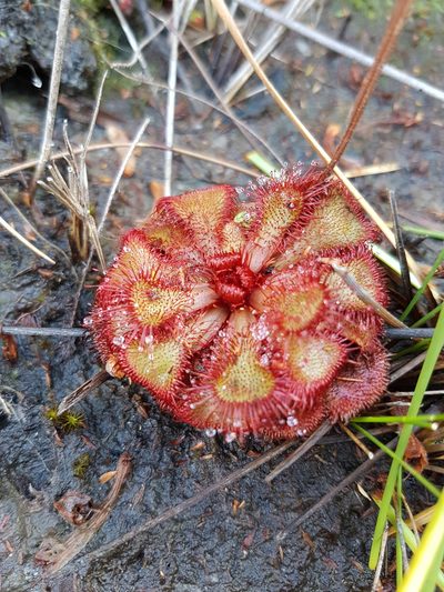 Drosera slackii, photographed by Chanel Rampartab