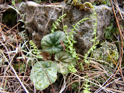 Heuchera glomerulata, photographed by Gordon C. Snelling