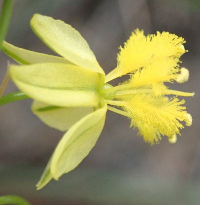 Bulbine lagopus, photographed by Nicola van Berkel