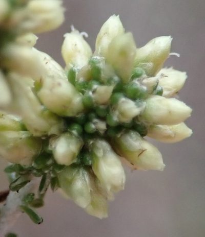 Ifloga repens, photographed by Nicola van Berkel