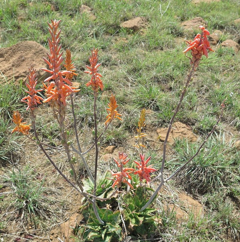 Aloe vanrooyenii, photographed by Suvarna Parbhoo Mohan