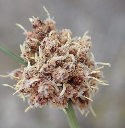Ficinia laciniata, photographed by Nicola van Berkel