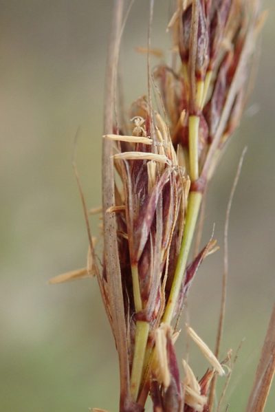 Schoenus graciliculmis, photographed by Nicola van Berkel