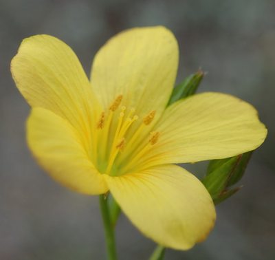 Linum aethiopicum, photographed by Nicola van Berkel