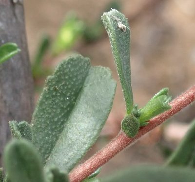 Hermannia joubertiana, photographed by Nicola van Berkel