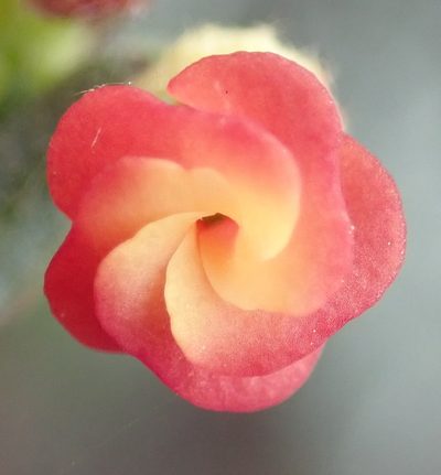 Hermannia joubertiana, photographed by Nicola van Berkel