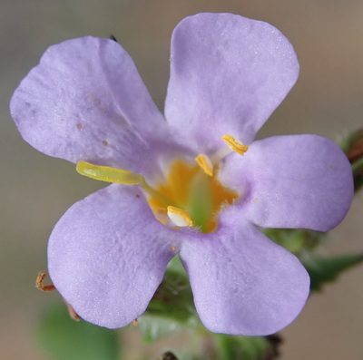 Chaenostoma campanulatum, photographed by Nicola van Berkel