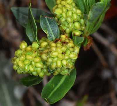 Rumex crassus, photographed by Don Loarie