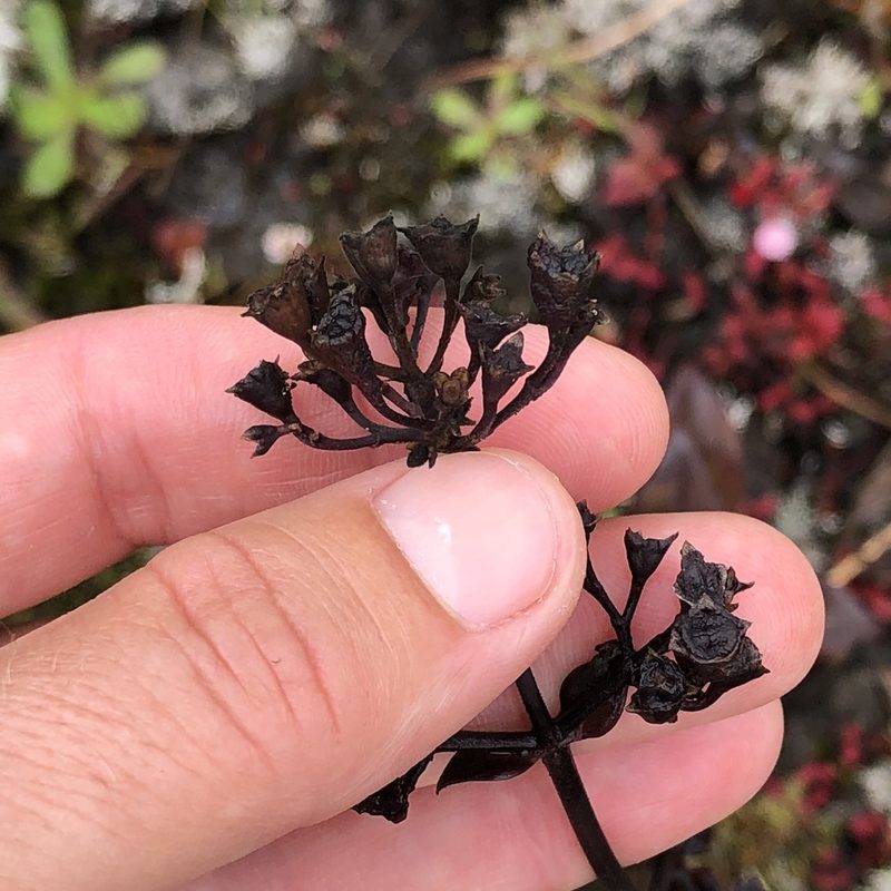 Kadua centranthoides, photographed by Amy Huie