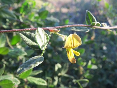 Rhynchosia schlechteri, photographed by Kevin Murray