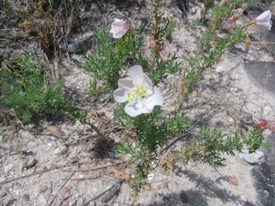 Oenothera coronopifolia, photographed by Eric Watts