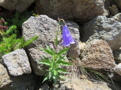 Adenophora nikoensis, photographed by Marco Mussita