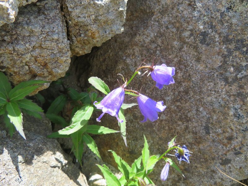 Adenophora nikoensis, photographed by Marco Mussita