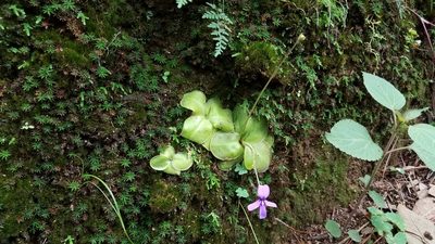 Pinguicula moranensis, photographed by Alan Rockefeller
