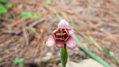 Tigridia multiflora, photographed by Alan Rockefeller
